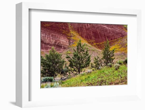 Painted Hills and golden bee plants.-Michel Hersen-Framed Photographic Print