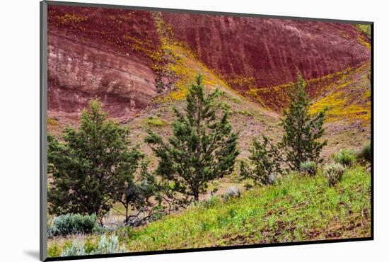 Painted Hills and golden bee plants.-Michel Hersen-Mounted Photographic Print