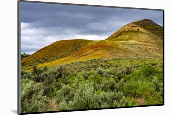 Painted Hills and golden bee plants.-Michel Hersen-Mounted Photographic Print