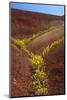 Painted Hills National Monument-Steve Terrill-Mounted Photographic Print