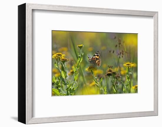 Painted Lady Butterfly (Cynthia - Vanessa Cardui) Feeding On Fleabane Flower, UK, August-Ernie Janes-Framed Photographic Print