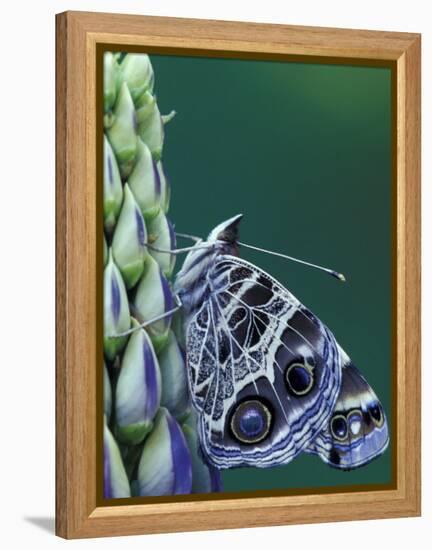 Painted Lady Butterfly on Lupine, Bloomfield Hills, Michigan, USA-Darrell Gulin-Framed Premier Image Canvas