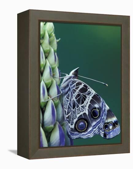 Painted Lady Butterfly on Lupine, Bloomfield Hills, Michigan, USA-Darrell Gulin-Framed Premier Image Canvas