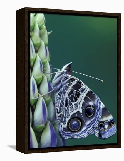 Painted Lady Butterfly on Lupine, Bloomfield Hills, Michigan, USA-Darrell Gulin-Framed Premier Image Canvas