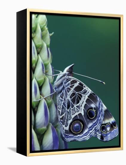 Painted Lady Butterfly on Lupine, Bloomfield Hills, Michigan, USA-Darrell Gulin-Framed Premier Image Canvas