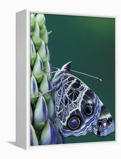 Painted Lady Butterfly on Lupine, Bloomfield Hills, Michigan, USA-Darrell Gulin-Framed Premier Image Canvas