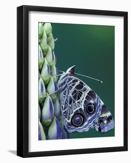 Painted Lady Butterfly on Lupine, Bloomfield Hills, Michigan, USA-Darrell Gulin-Framed Photographic Print