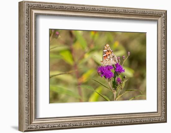 Painted Lady on Missouri Ironweed-Richard and Susan Day-Framed Photographic Print