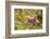 Painted Lady on Missouri Ironweed-Richard and Susan Day-Framed Photographic Print