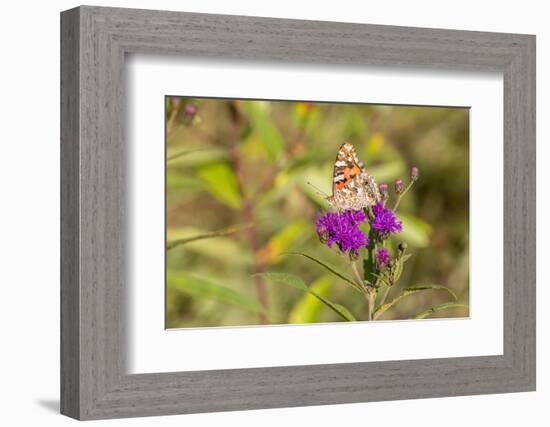 Painted Lady on Missouri Ironweed-Richard and Susan Day-Framed Photographic Print