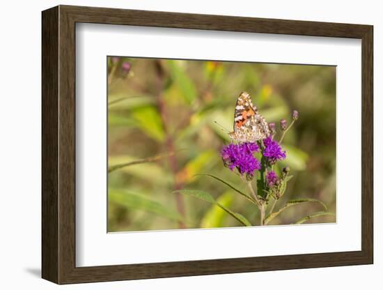 Painted Lady on Missouri Ironweed-Richard and Susan Day-Framed Photographic Print