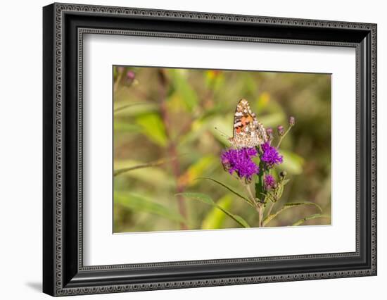 Painted Lady on Missouri Ironweed-Richard and Susan Day-Framed Photographic Print