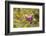 Painted Lady on Missouri Ironweed-Richard and Susan Day-Framed Photographic Print