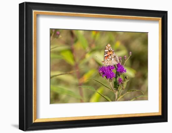 Painted Lady on Missouri Ironweed-Richard and Susan Day-Framed Photographic Print