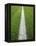 Painted Line on Athletic Field-Randy Faris-Framed Premier Image Canvas