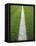 Painted Line on Athletic Field-Randy Faris-Framed Premier Image Canvas