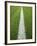 Painted Line on Athletic Field-Randy Faris-Framed Photographic Print