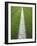 Painted Line on Athletic Field-Randy Faris-Framed Photographic Print