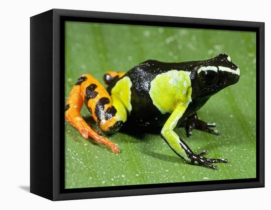 Painted Mantella in Andasibe-Mantadia National Park-Kevin Schafer-Framed Premier Image Canvas