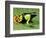 Painted Mantella in Andasibe-Mantadia National Park-Kevin Schafer-Framed Photographic Print