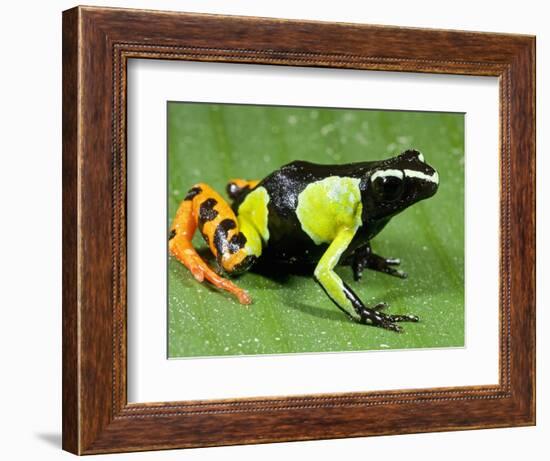 Painted Mantella in Andasibe-Mantadia National Park-Kevin Schafer-Framed Photographic Print