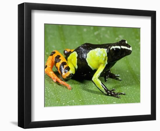 Painted Mantella in Andasibe-Mantadia National Park-Kevin Schafer-Framed Photographic Print