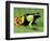 Painted Mantella in Andasibe-Mantadia National Park-Kevin Schafer-Framed Photographic Print