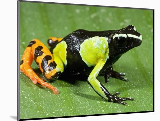 Painted Mantella in Andasibe-Mantadia National Park-Kevin Schafer-Mounted Photographic Print