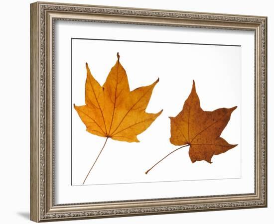 Painted Maple Leaves in Autumn Colours, Native to Korea, Japan, Manchuria, Usa and Canada-Philippe Clement-Framed Photographic Print