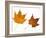 Painted Maple Leaves in Autumn Colours, Native to Korea, Japan, Manchuria, Usa and Canada-Philippe Clement-Framed Photographic Print