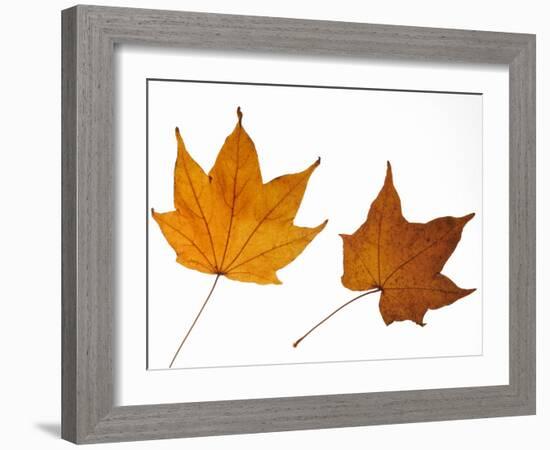 Painted Maple Leaves in Autumn Colours, Native to Korea, Japan, Manchuria, Usa and Canada-Philippe Clement-Framed Photographic Print