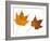 Painted Maple Leaves in Autumn Colours, Native to Korea, Japan, Manchuria, Usa and Canada-Philippe Clement-Framed Photographic Print