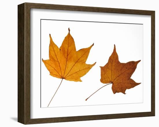 Painted Maple Leaves in Autumn Colours, Native to Korea, Japan, Manchuria, Usa and Canada-Philippe Clement-Framed Photographic Print