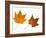 Painted Maple Leaves in Autumn Colours, Native to Korea, Japan, Manchuria, Usa and Canada-Philippe Clement-Framed Photographic Print