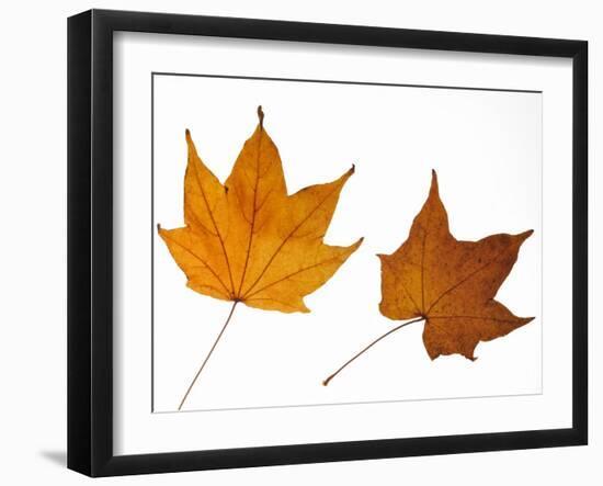 Painted Maple Leaves in Autumn Colours, Native to Korea, Japan, Manchuria, Usa and Canada-Philippe Clement-Framed Photographic Print