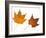 Painted Maple Leaves in Autumn Colours, Native to Korea, Japan, Manchuria, Usa and Canada-Philippe Clement-Framed Photographic Print