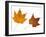 Painted Maple Leaves in Autumn Colours, Native to Korea, Japan, Manchuria, Usa and Canada-Philippe Clement-Framed Photographic Print