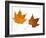 Painted Maple Leaves in Autumn Colours, Native to Korea, Japan, Manchuria, Usa and Canada-Philippe Clement-Framed Photographic Print