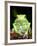 Painted Monkey Frog, Native to Paraguay-David Northcott-Framed Photographic Print