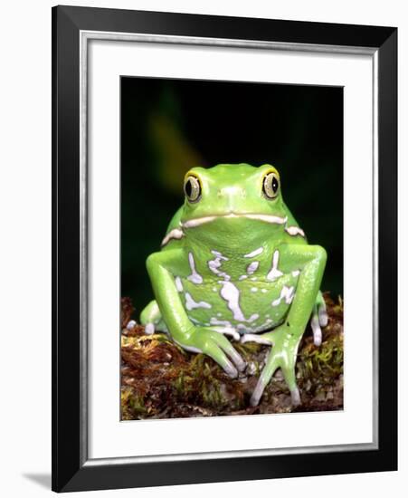 Painted Monkey Frog, Native to Paraguay-David Northcott-Framed Photographic Print