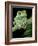 Painted Monkey Frog Phyllomedunited States of America Savaugii Native to Paraguay-David Northcott-Framed Photographic Print
