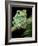 Painted Monkey Frog Phyllomedunited States of America Savaugii Native to Paraguay-David Northcott-Framed Photographic Print