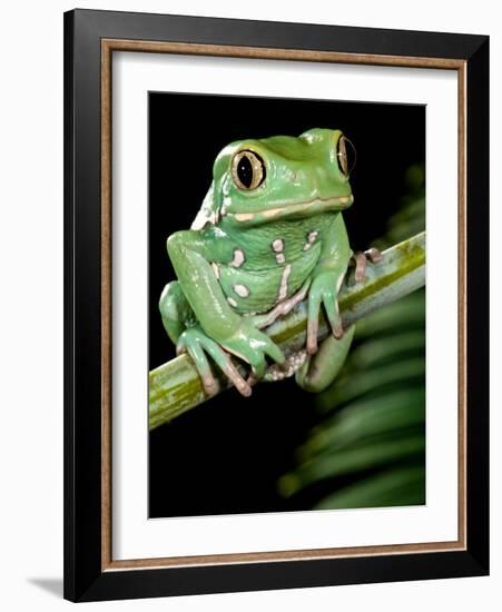 Painted Monkey Frog Phyllomedunited States of America Savaugii Native to Paraguay-David Northcott-Framed Photographic Print