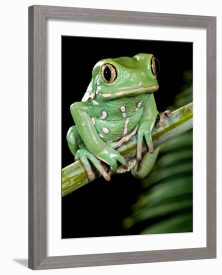 Painted Monkey Frog Phyllomedunited States of America Savaugii Native to Paraguay-David Northcott-Framed Photographic Print