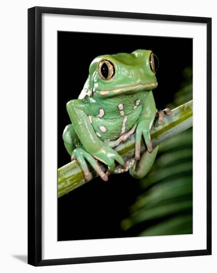 Painted Monkey Frog Phyllomedunited States of America Savaugii Native to Paraguay-David Northcott-Framed Photographic Print