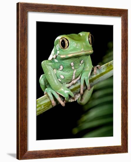 Painted Monkey Frog Phyllomedunited States of America Savaugii Native to Paraguay-David Northcott-Framed Photographic Print