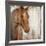 Painted Pony-Elizabeth Jardine-Framed Art Print