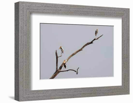 Painted Stork (Mycteria leucocephala), Bandhavgarh National Park, Madhya Pradesh, India, Asia-Sergio Pitamitz-Framed Photographic Print