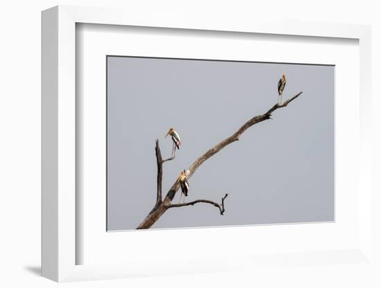 Painted Stork (Mycteria leucocephala), Bandhavgarh National Park, Madhya Pradesh, India, Asia-Sergio Pitamitz-Framed Photographic Print