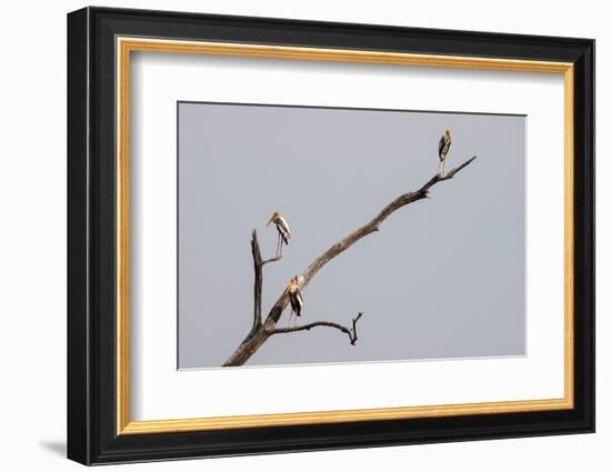 Painted Stork (Mycteria leucocephala), Bandhavgarh National Park, Madhya Pradesh, India, Asia-Sergio Pitamitz-Framed Photographic Print